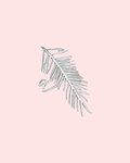 Palma